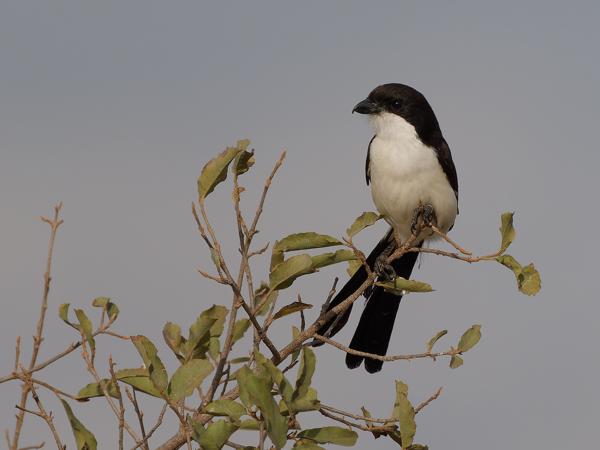 <h3><a href="/trips/tanzania/biota/animalia/chordata/aves/040 passeriformes/048 laniidae/lanius cabanisi/lanius cabanisi-nl.html">Lanius&nbsp;cabanisi</a> / Long‑tailed&nbsp;fiscal / Cabanis'&nbsp;klapekster</h3>OM-1 Mark II met OLYMPUS M.150-400mm F4.5 TC, 1/2000 sec  bij F5.6, ISO 320, afstand 23.9&nbsp;m